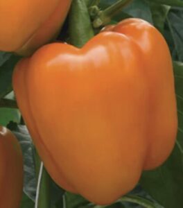 Orange Blaze Hybrid Pepper Seeds