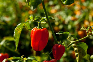 Habanero Caribbean Red