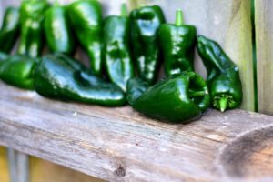 Poblano Pepper Seeds