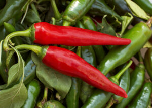 Cayenne Thick Pepper Seeds