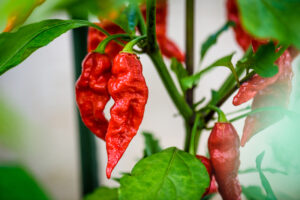 Bhut Jolokia Ghost Pepper Seeds