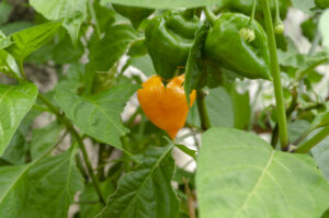 Orange Scotch Bonnet Pepper Seeds