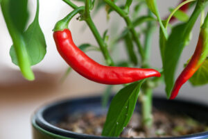 Cayenne Long