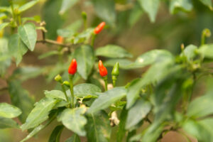 Bird’s eye Chili Pepper Seeds