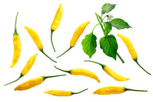 AJI GOLD (LIMON) PEPPER SEEDS