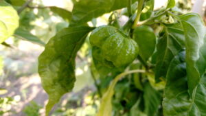 I Scream Scorpion Pepper Seeds