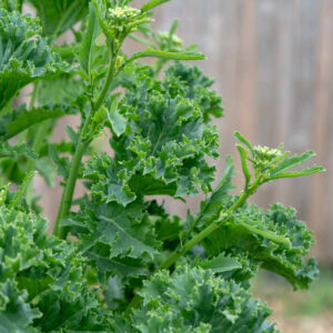 Kale Seeds - White Russian