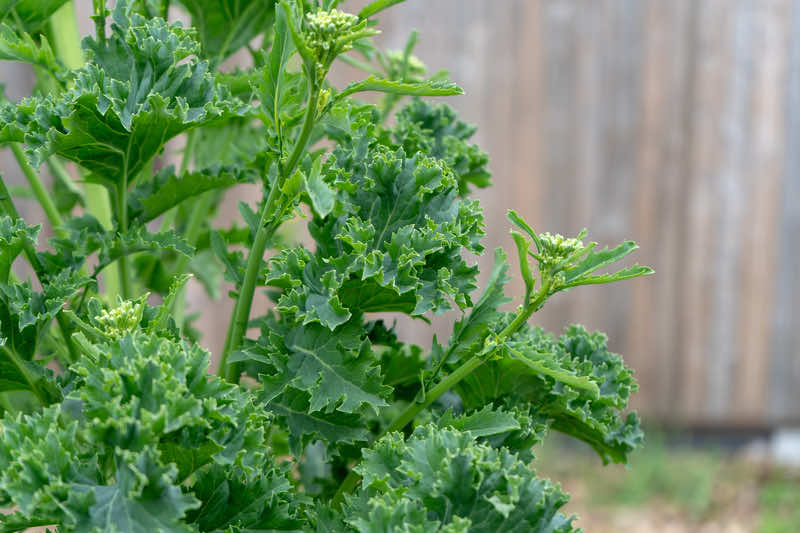 Kale Seeds - White Russian