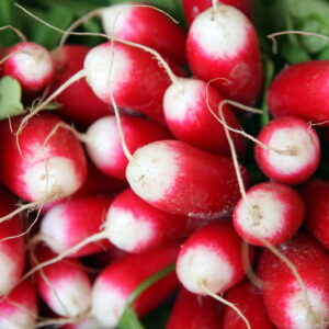 Radish Seeds – Lady Slipper