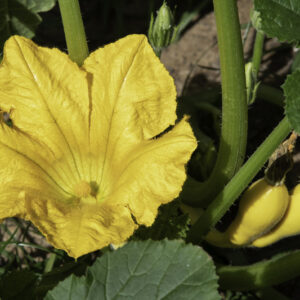 Squash Seeds – Summer – Crookneck