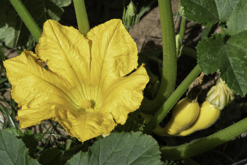 Squash Seeds – Summer – Crookneck