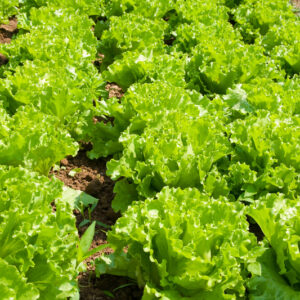 Lettuce Seeds – Leaf – Black Seeded Simpson