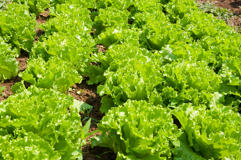 Lettuce Seeds – Leaf – Black Seeded Simpson