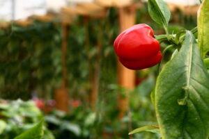 Pepper Seeds – Sweet – Big Red