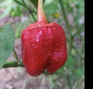 7 Pot Bubblegum Red Pepper Seeds