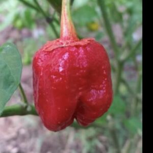 7 Pot Bubblegum Red Pepper