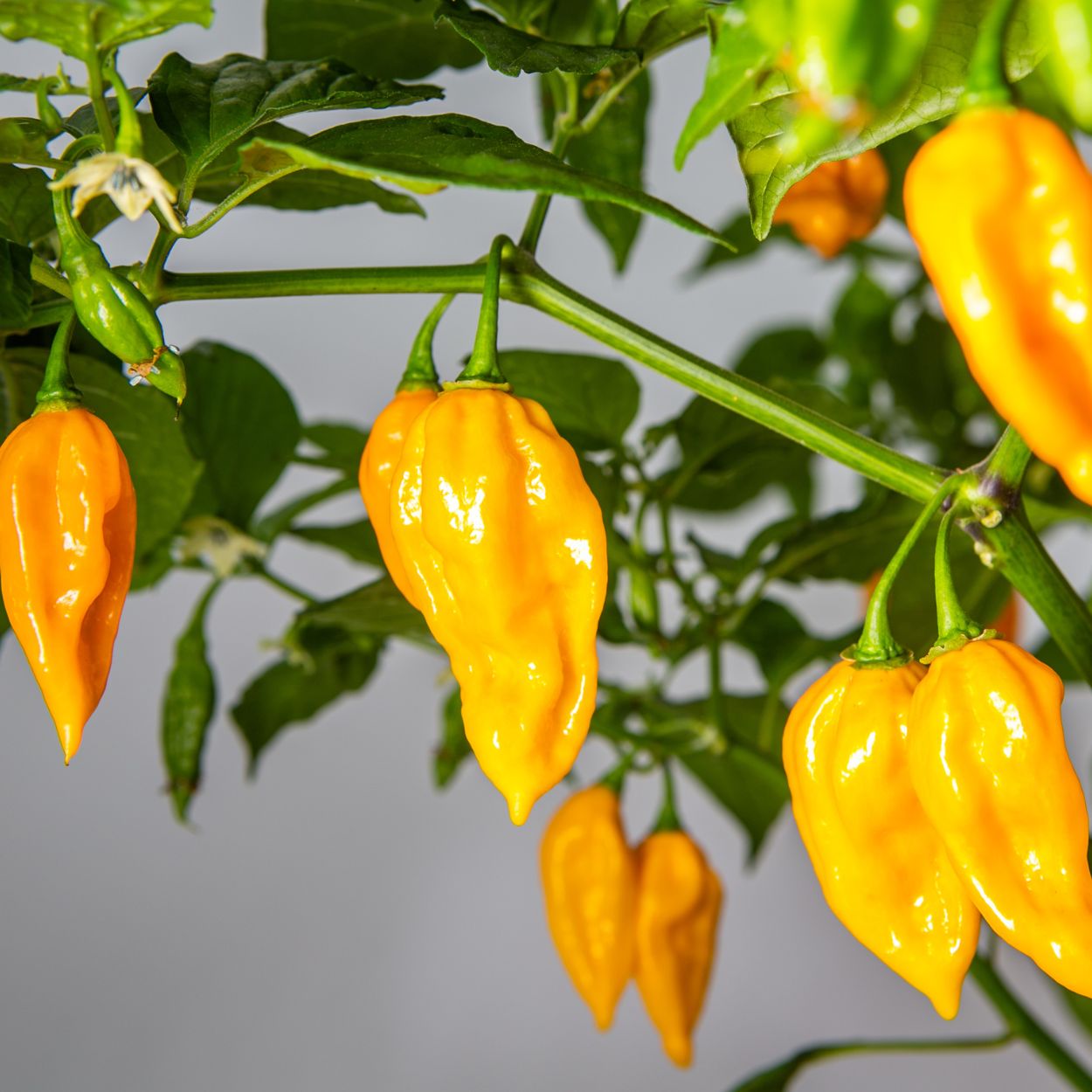 Mayan Yellow Habanero Seeds