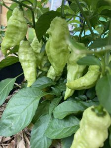 White Ghost Pepper