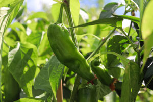 Pepper Seeds – Hot – Padron