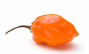 Giant Habanero (Orange) Pepper Seeds