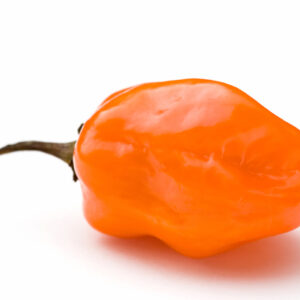 Giant Habanero (Orange) Pepper Seeds